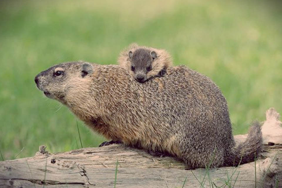 marmotta